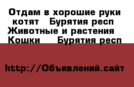 Отдам в хорошие руки котят - Бурятия респ. Животные и растения » Кошки   . Бурятия респ.